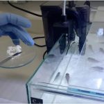 Novo biomaterial leva medicamento diretamente ao intestino de peixes